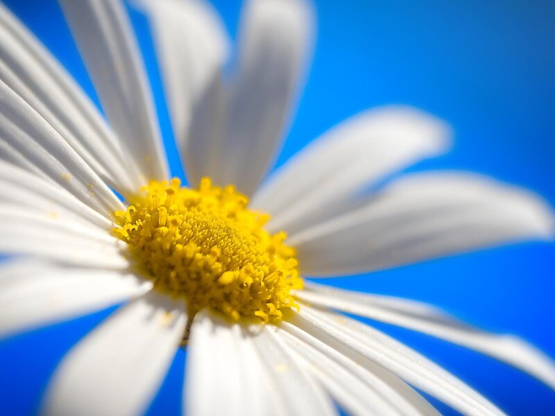 Close-up of a daisy flower
