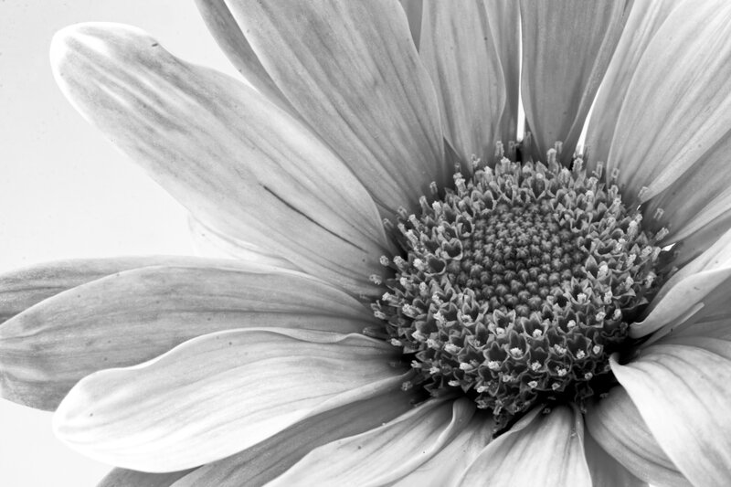 close-up of a daisy flower