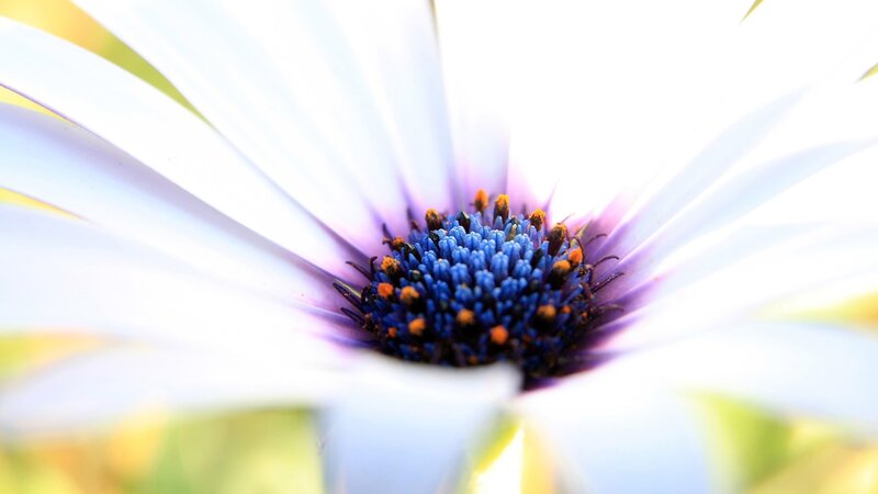 close-up of a daisy flower
