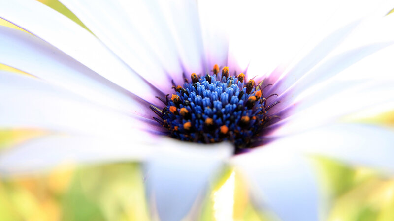 Close-up of a daisy flower
