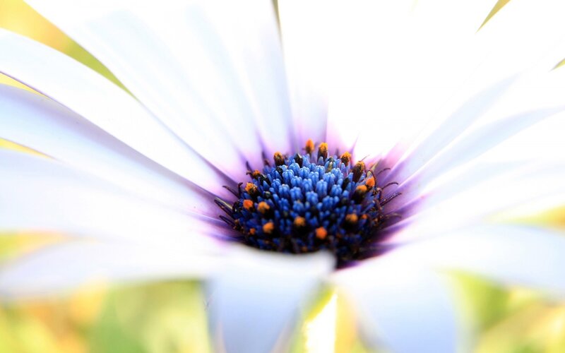 Close-up of a daisy flower