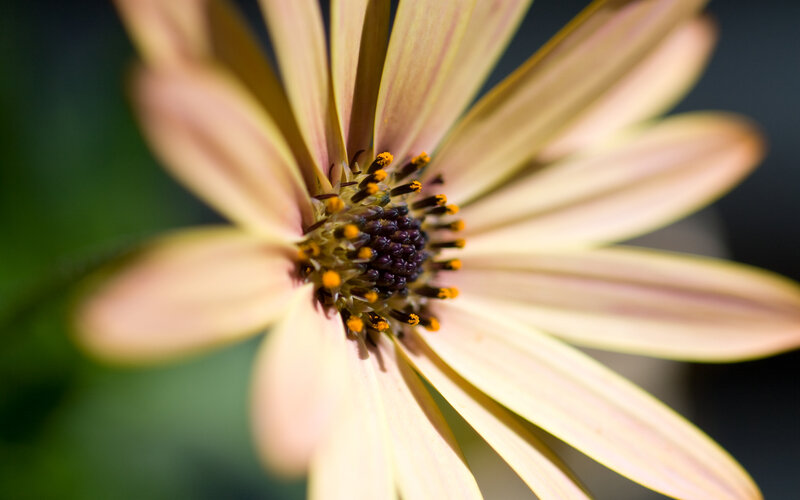 close-up of a daisy flower