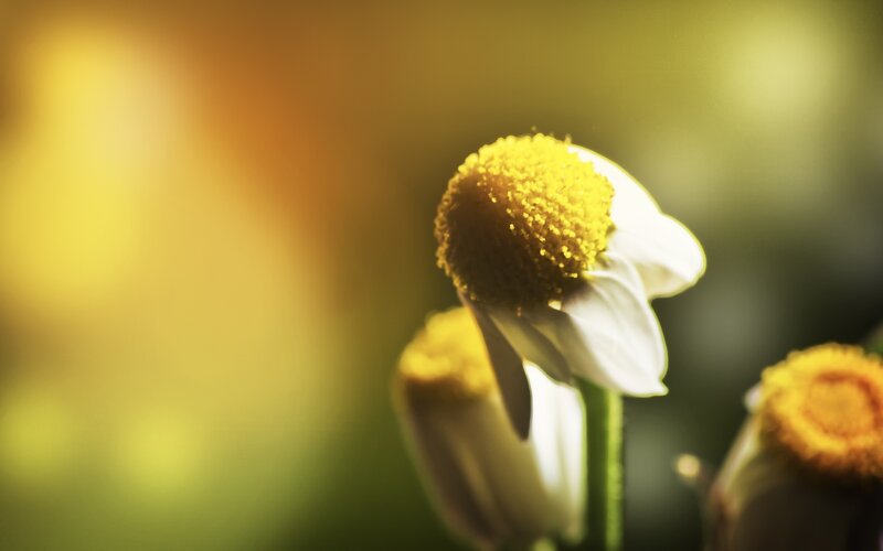 Close-up of a daisy flower