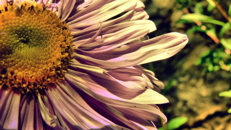 close-up of a daisy flower