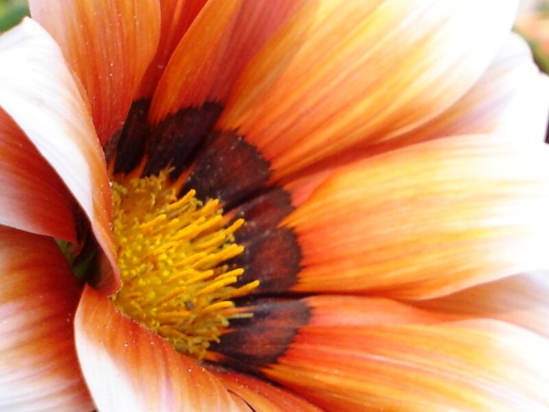 Close-up of a daisy flower