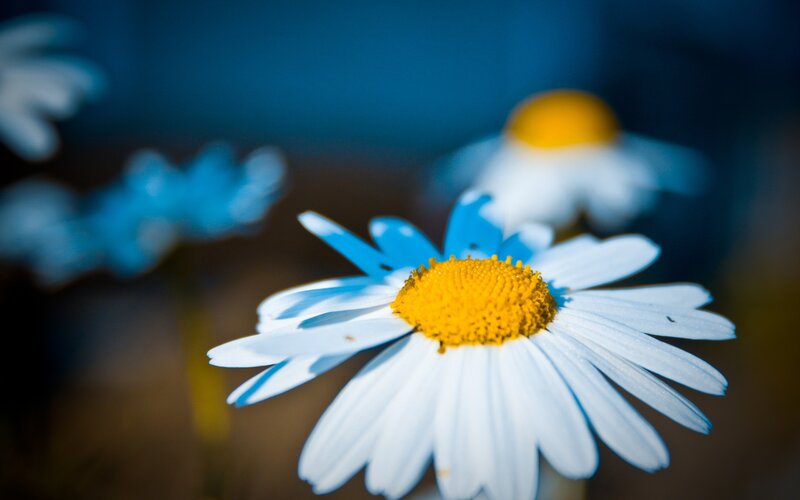 Close-up of a daisy flower
