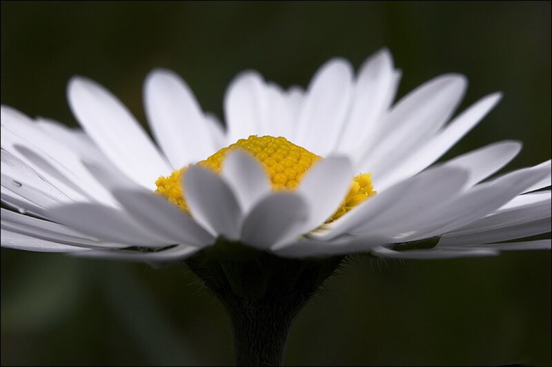Close-up of a daisy flower