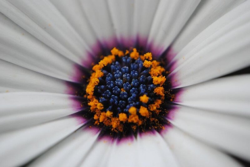 close-up of a daisy flower