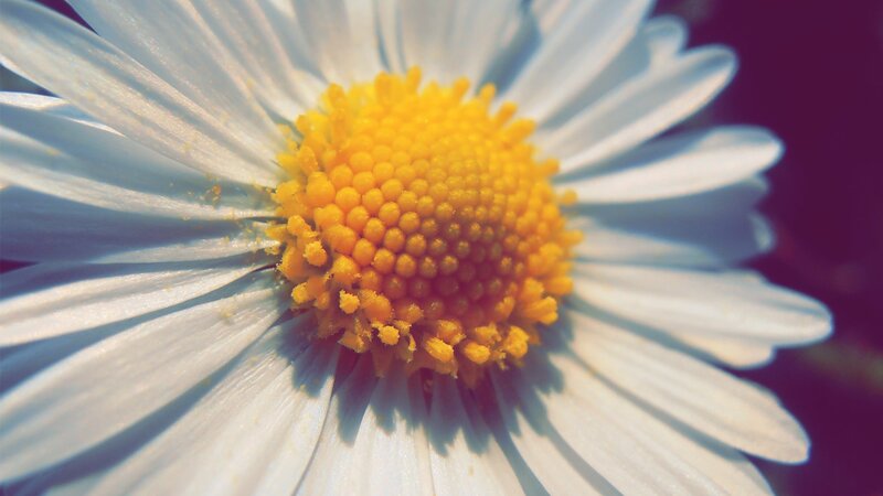 close-up of a daisy flower