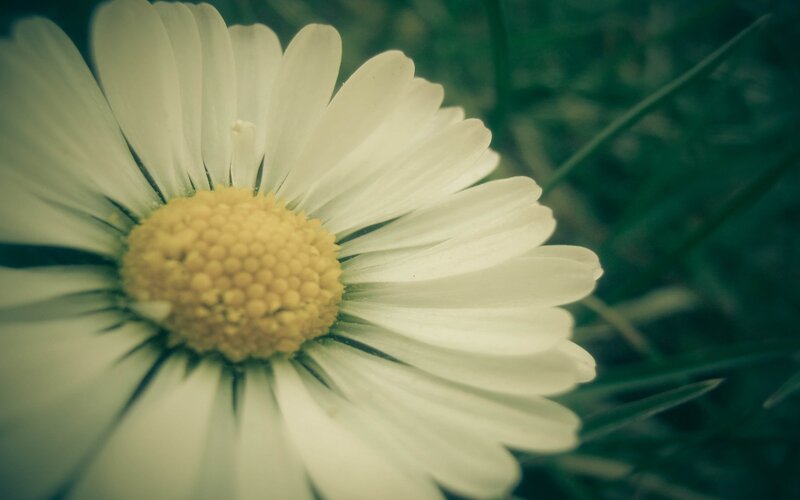 close-up of a daisy flower