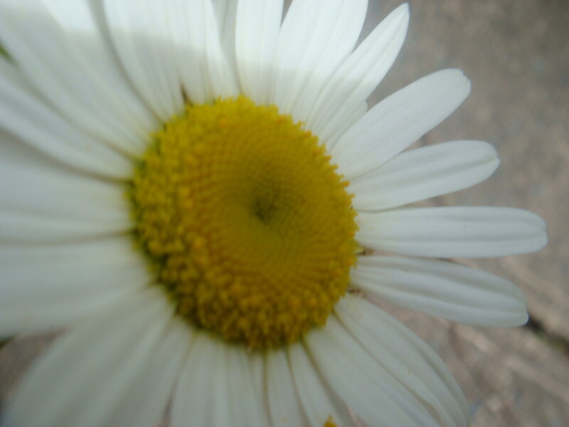 Close-up of a daisy flower
