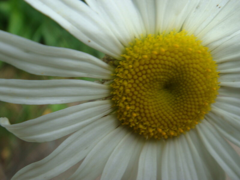 close-up of a daisy flower