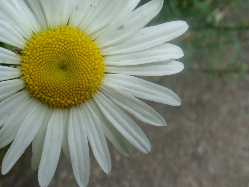 close-up of a daisy flower