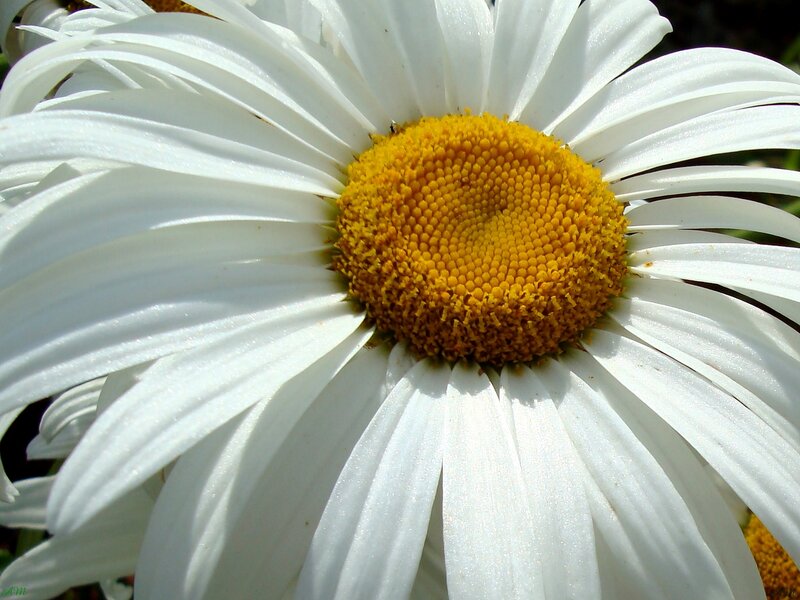Close-up of a daisy flower