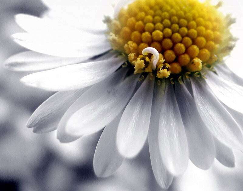 close-up of a daisy flower