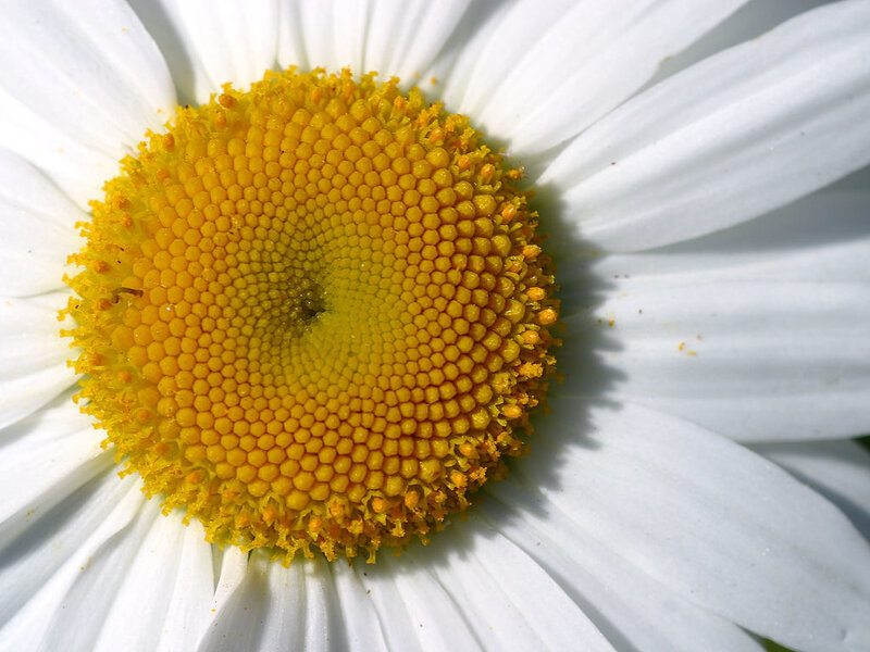 Close-up of a daisy flower
