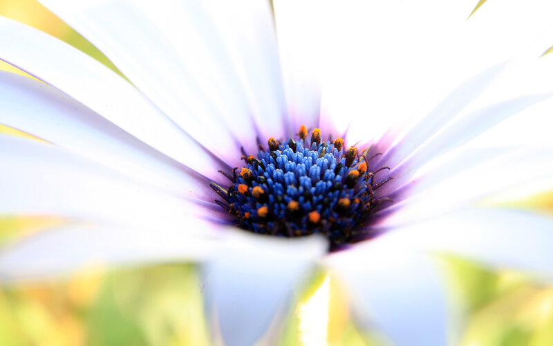 close-up of a daisy flower