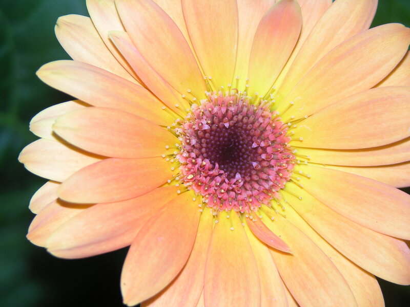 Close-up of a daisy flower
