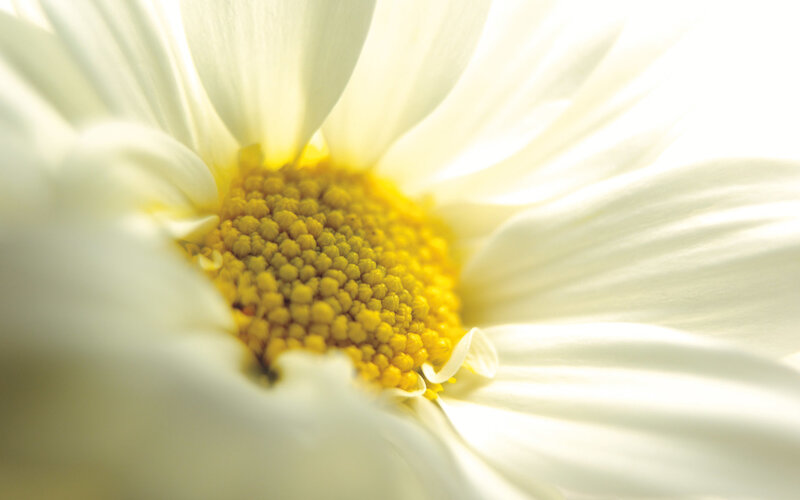 close-up of a daisy flower