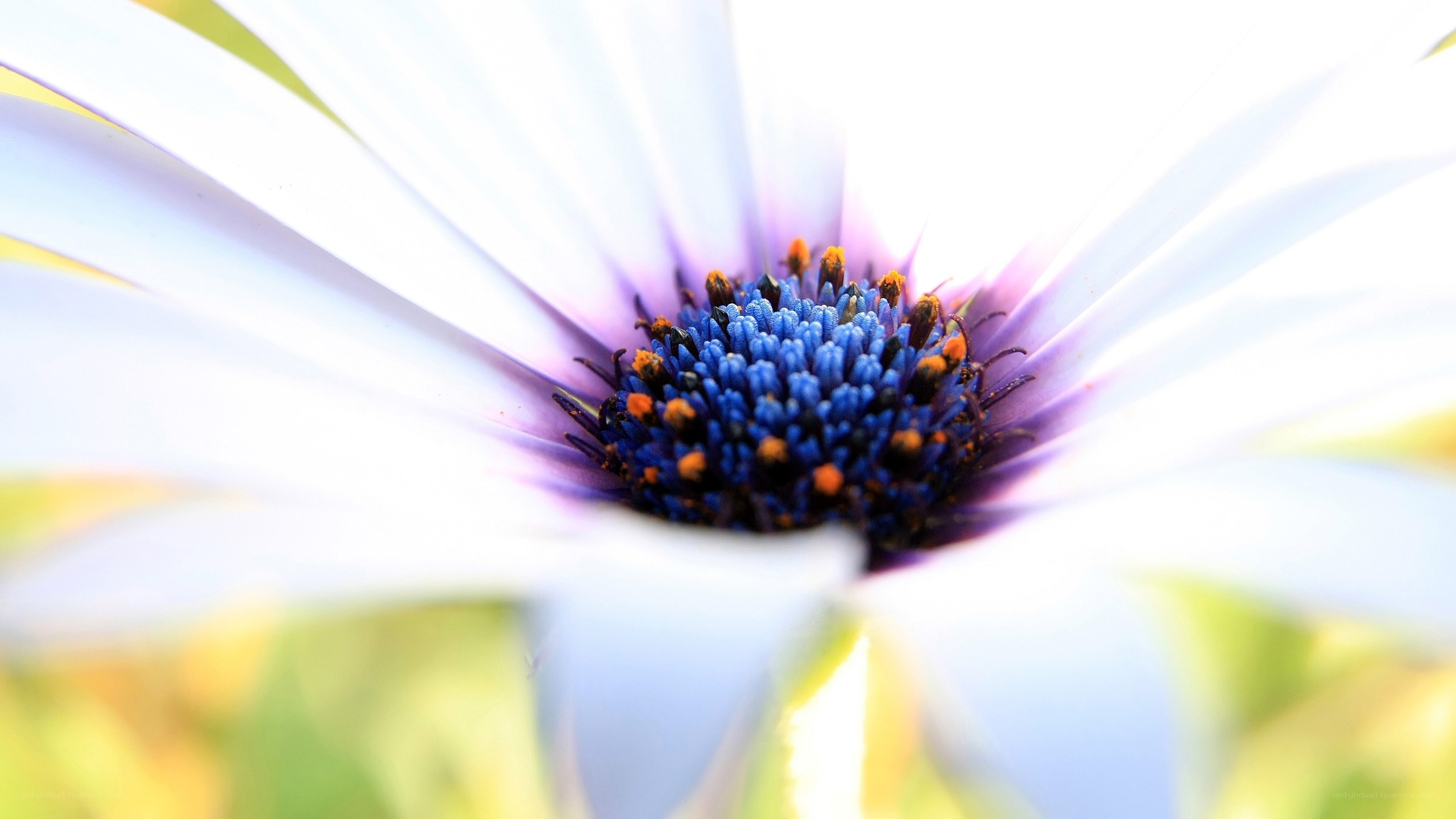 Close-up of a daisy flower