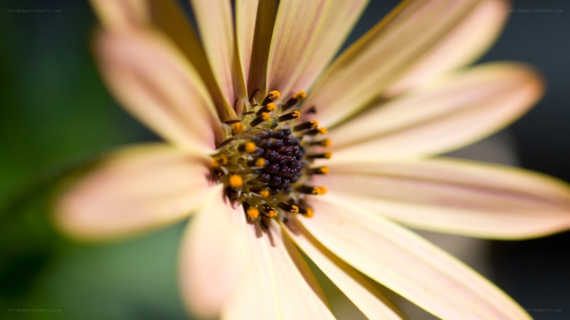 Close-up of a daisy flower