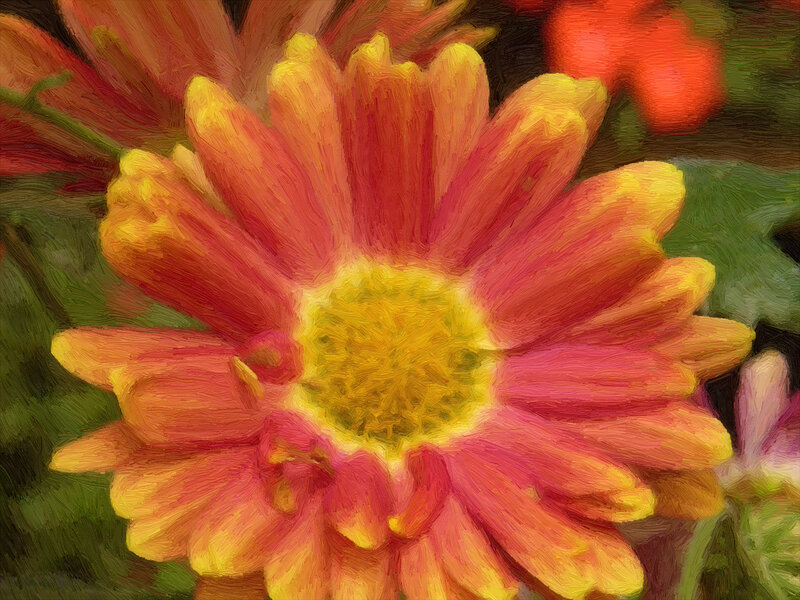 Close-up of a Daisy Flower — Red