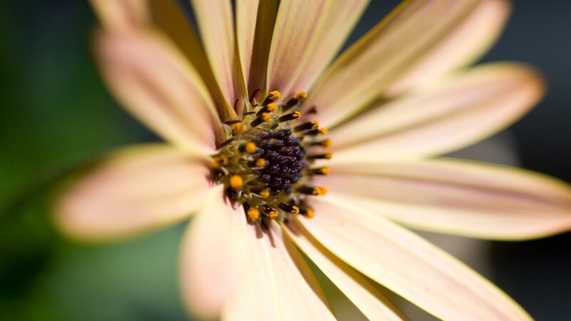 Close-up of a Daisy Flower — Yellow