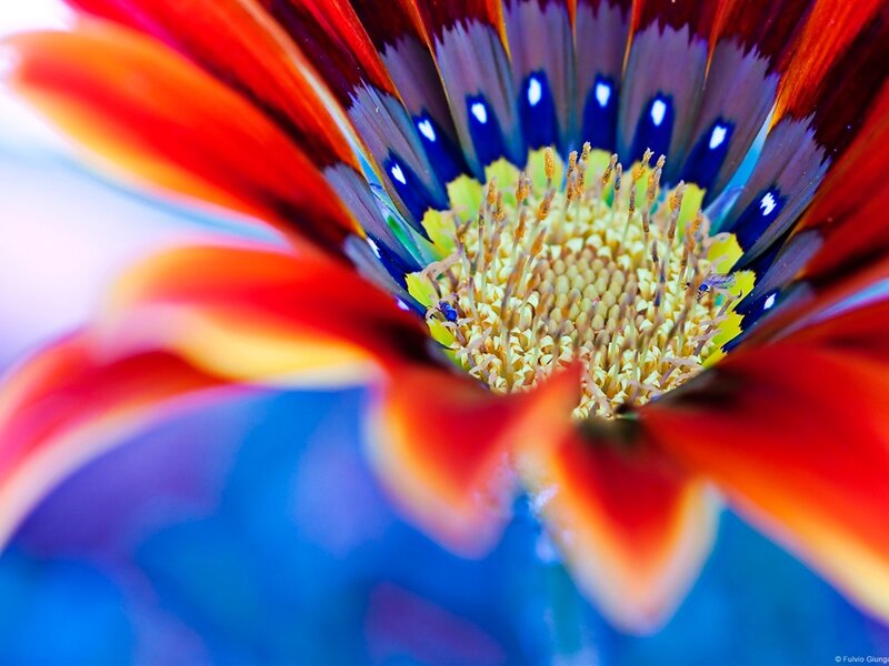 Close-up of a Daisy — Red