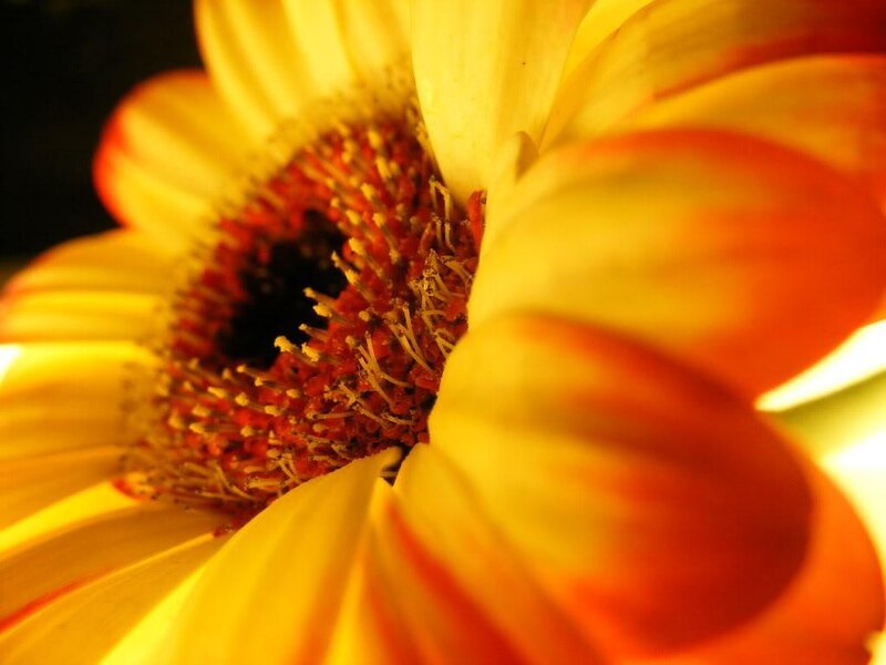 Close-up of a Daisy