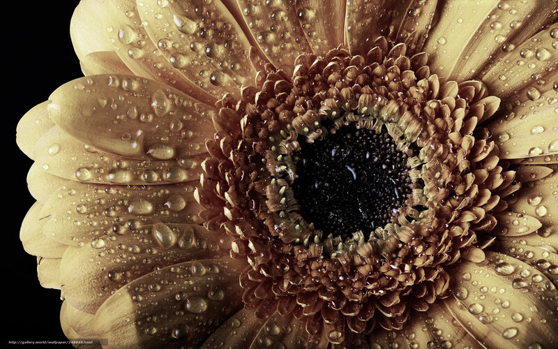 Close-up of a daisy with water droplets