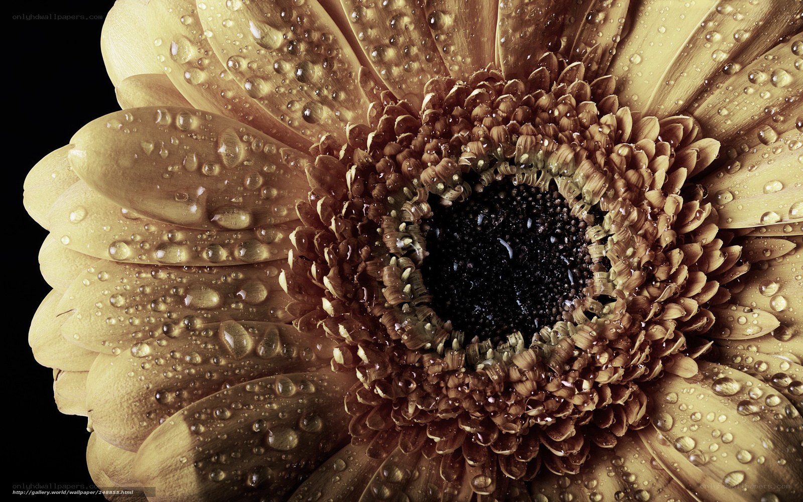 Close-up of a daisy with water droplets