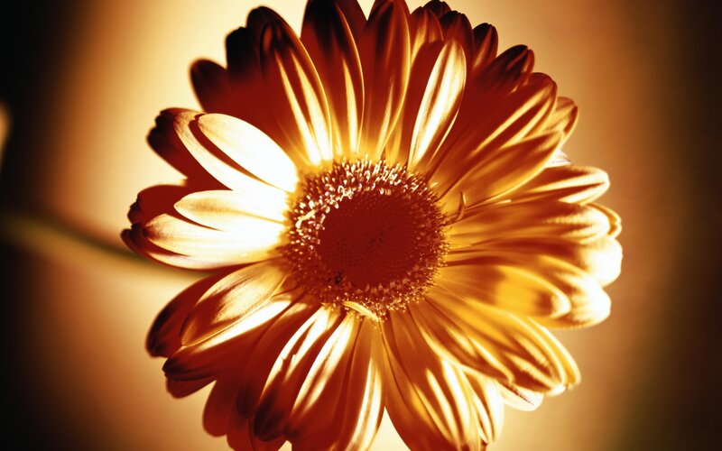 Close-up of a Daisy — Yellow