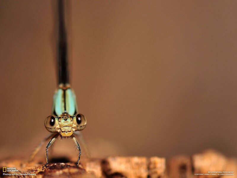 Close-up of a damselfly
