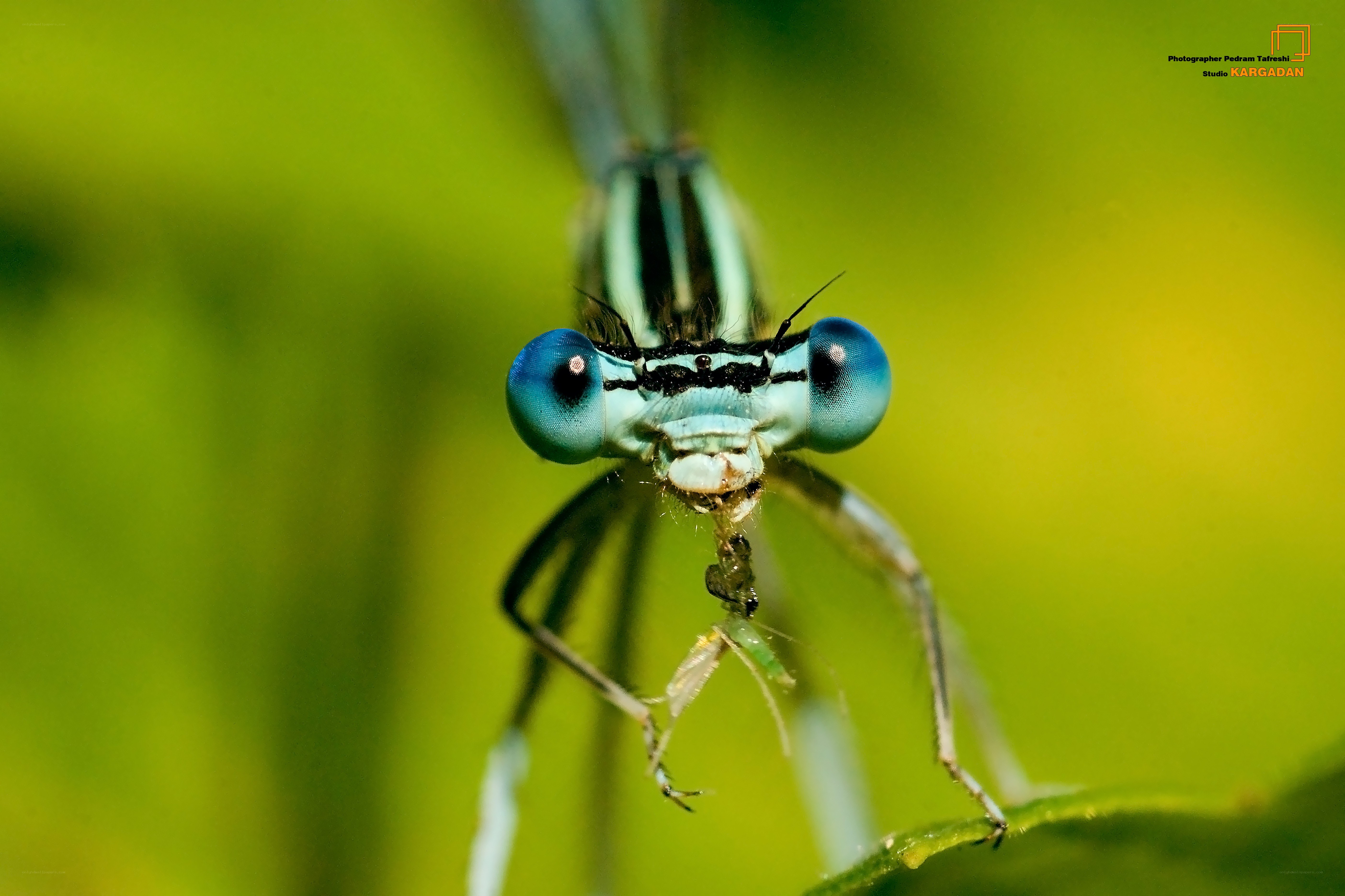Close-up of a damselfly