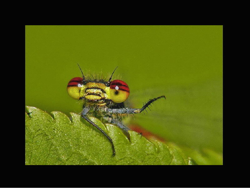 close-up of a damselfly