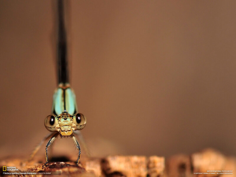 Close-up of a damselfly