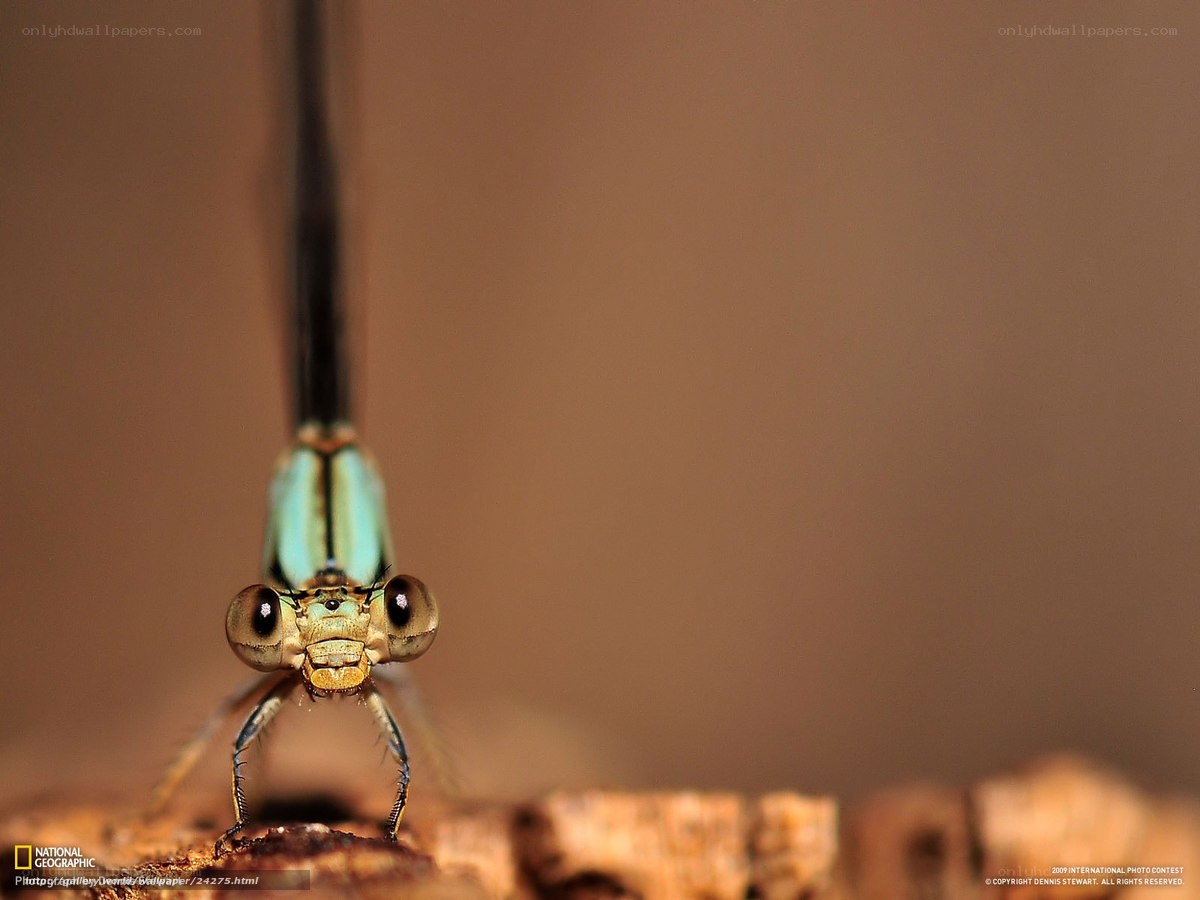 Close-up of a damselfly