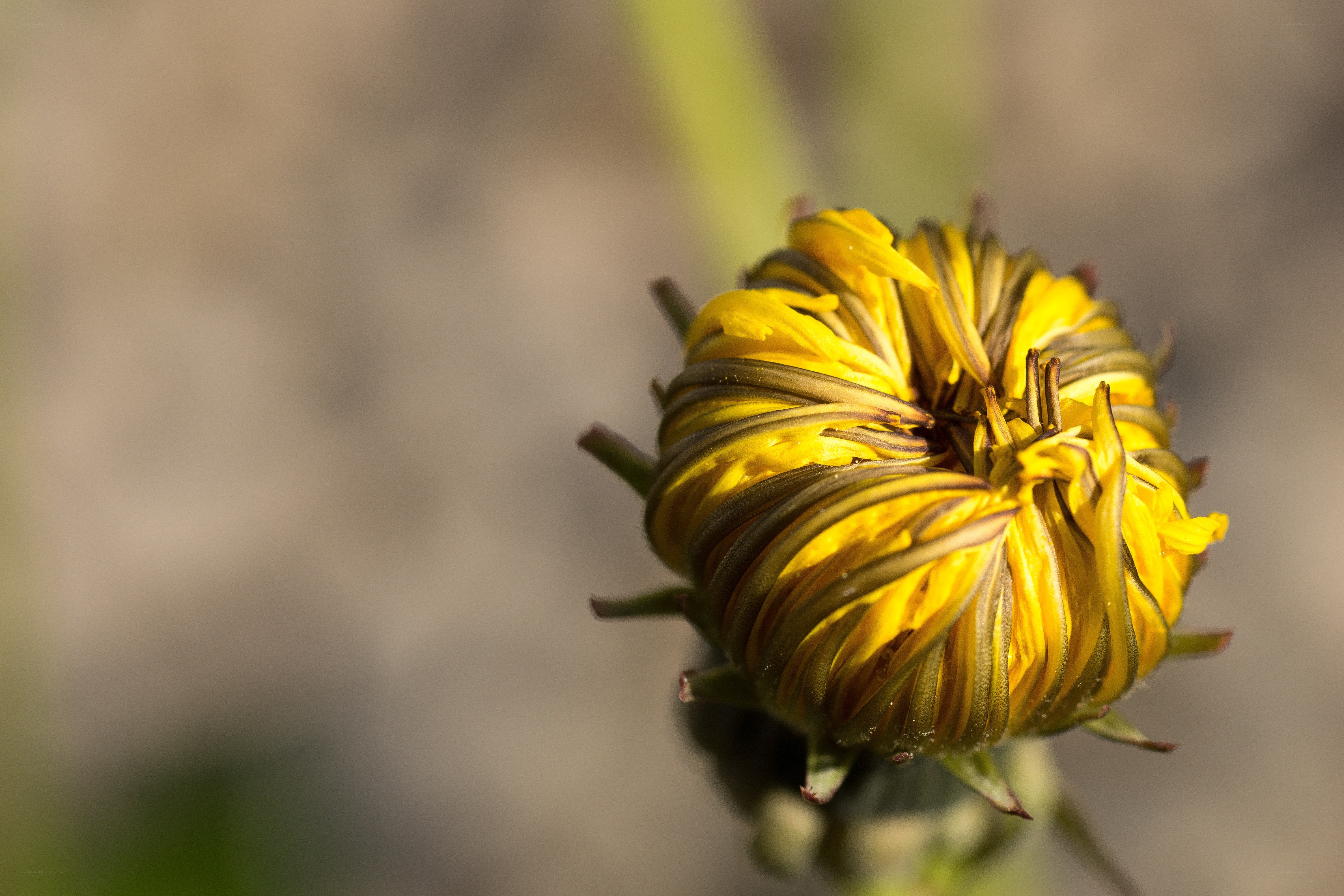 Close-up of a dandelion bud