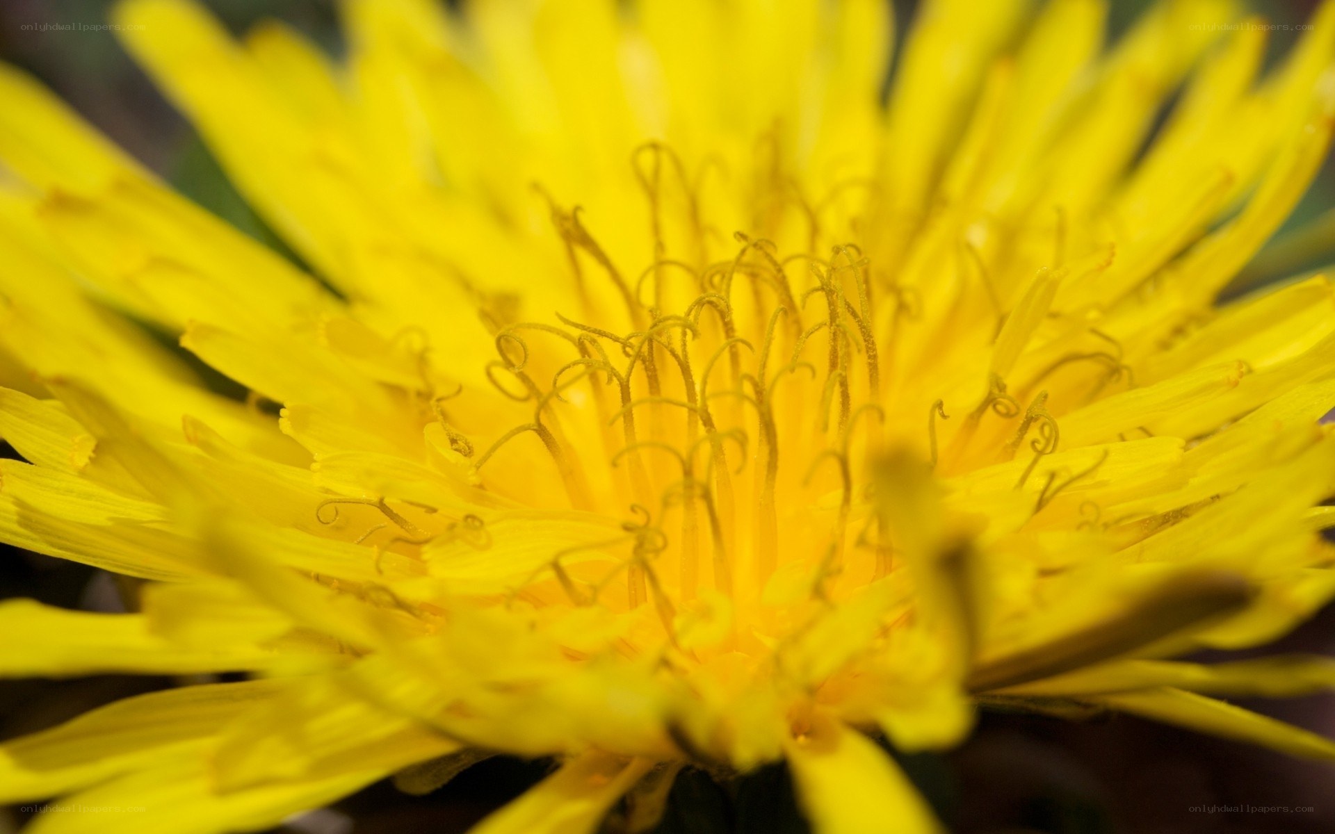 Close-up of a dandelion flower