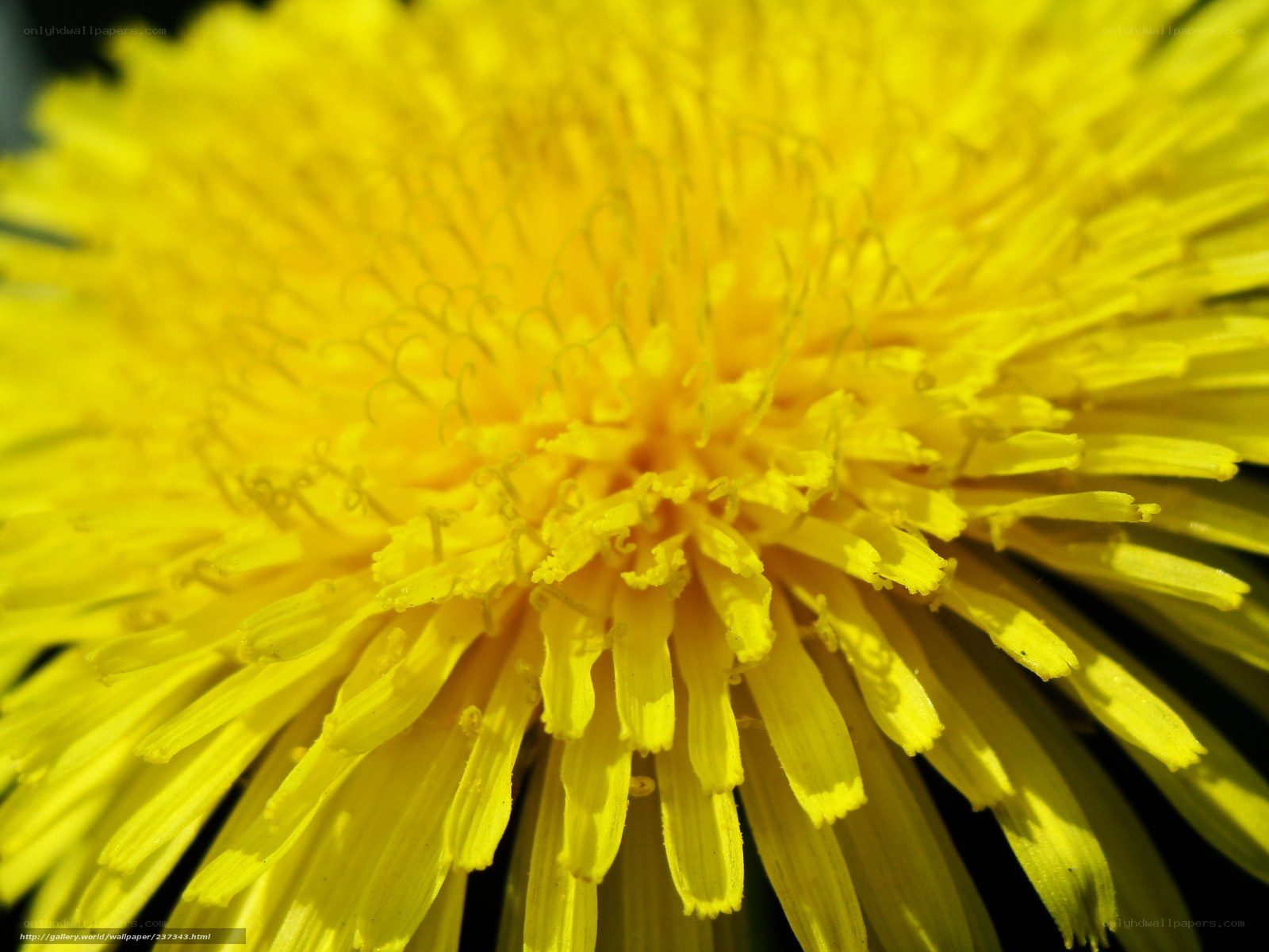 Close-up of a dandelion flower