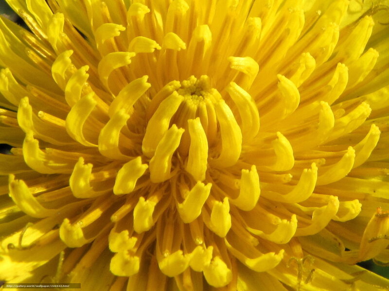 Close-up of a dandelion flower