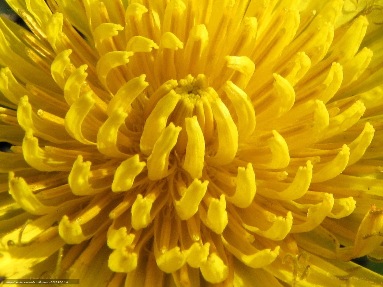 Close-up of a dandelion flower