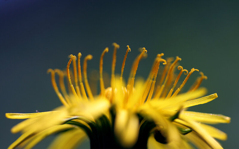 Close-up of a dandelion flower
