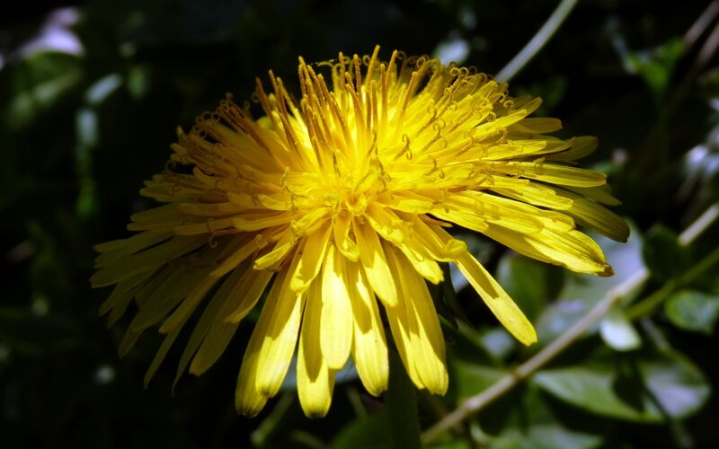 Close-up of a dandelion flower