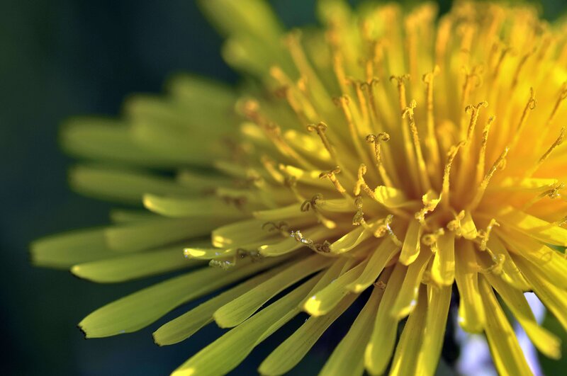 Close-up of a dandelion flower