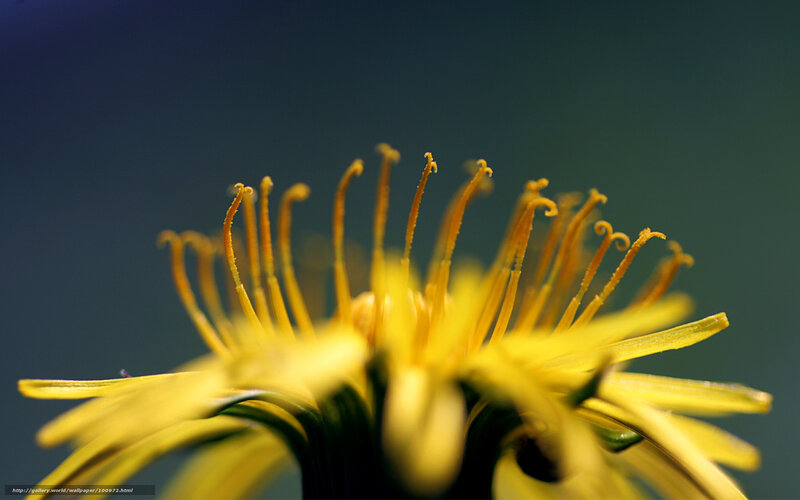 Close-up of a dandelion flower