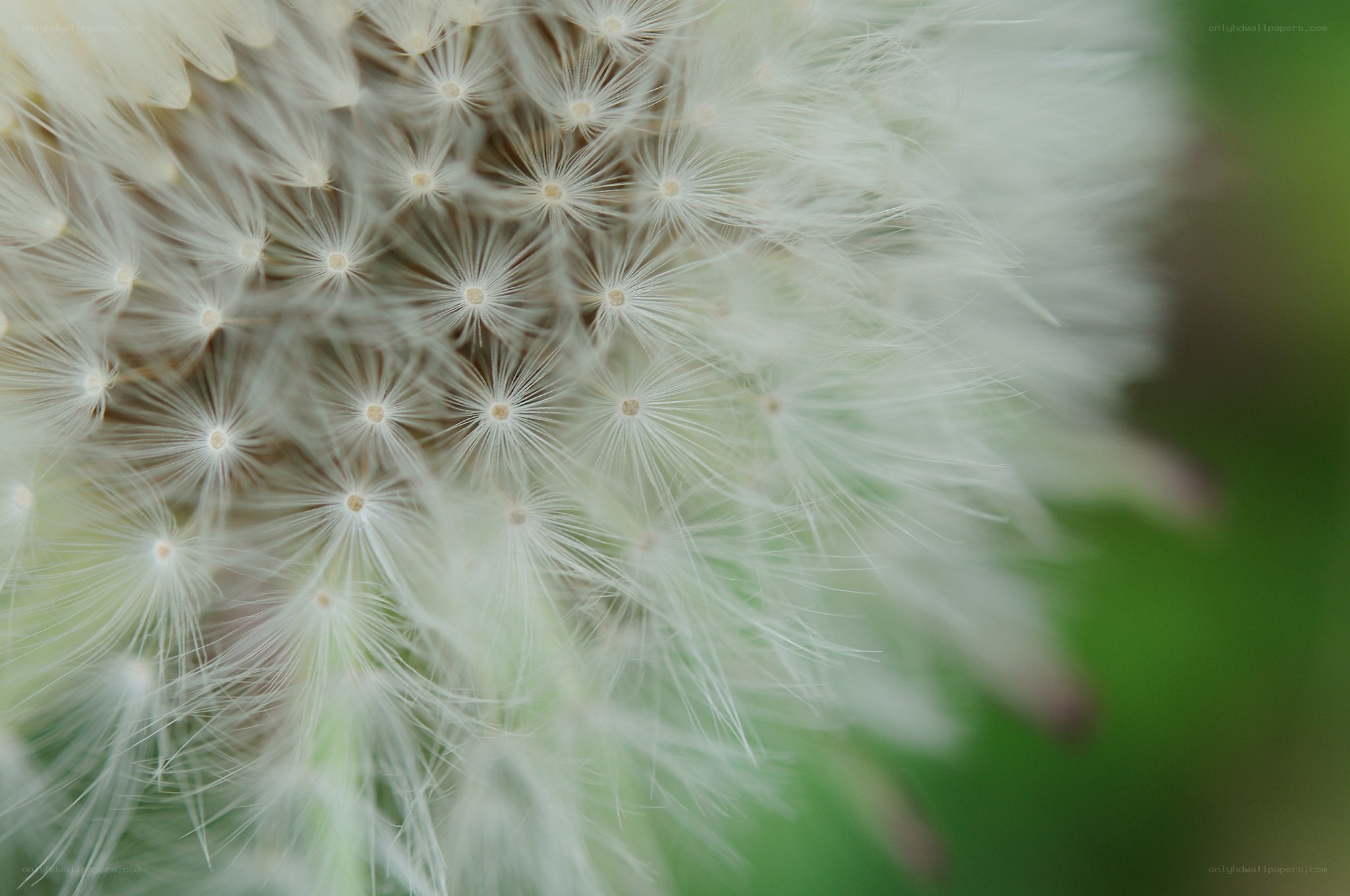 Close-up of a dandelion seed head