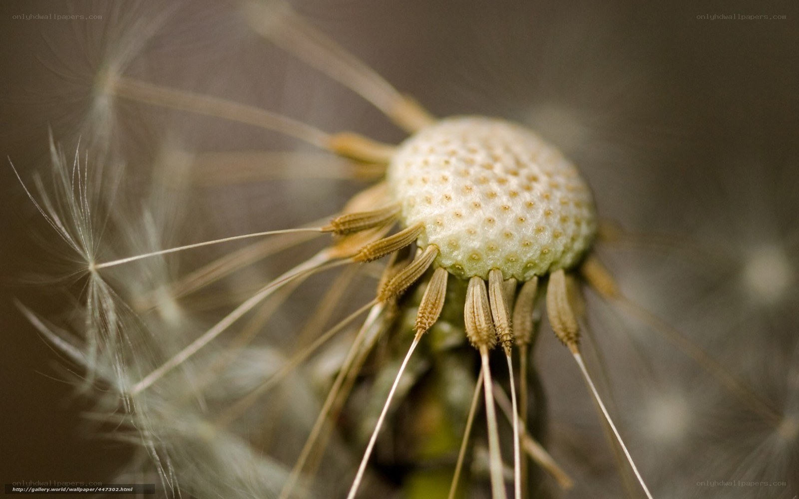 Close-up of a dandelion seed head
