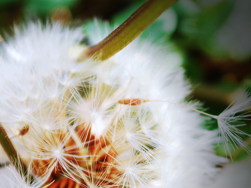 Close-up of a dandelion seed head