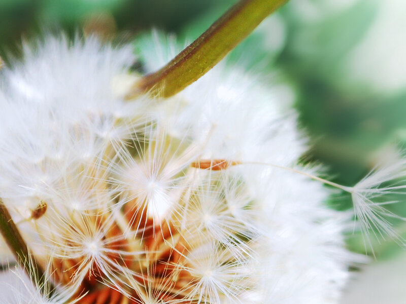 Close-up of a dandelion seed head